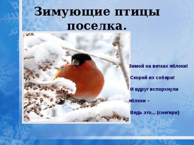 Зимующие птицы поселка. Зимой на ветках яблоки!  Скорей их собери!   И вдруг вспорхнули яблоки –  Ведь это... (снегири) 