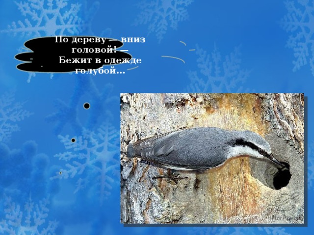  По дереву — вниз головой! —  Бежит в одежде голубой…   