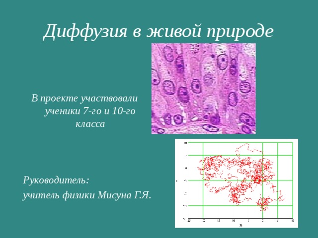 Диффузия в живой природе В проекте участвовали ученики 7-го и 10-го класса Руководитель: учитель физики Мисуна Г.Я. 