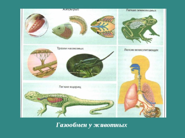 Газообмен у животных 