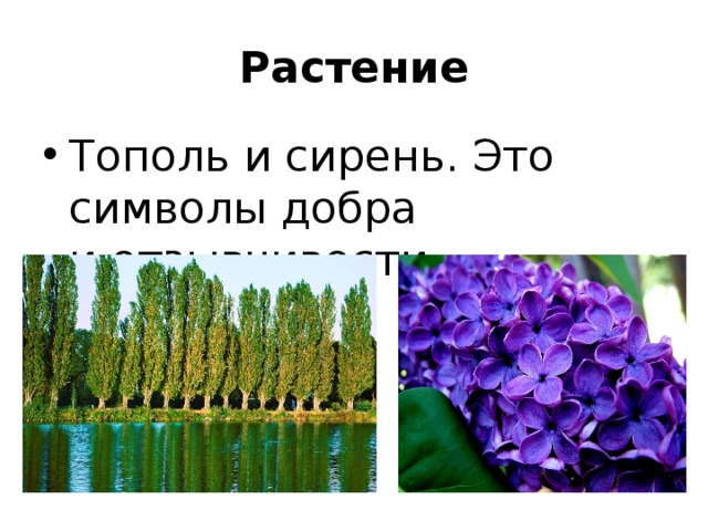 Растение Тополь и сирень. Это символы добра и отзывчивости. 