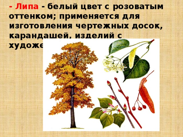 - Липа  - белый цвет с розоватым оттенком; применяется для изготовления чертежных досок, карандашей, изделий с художественной резьбой