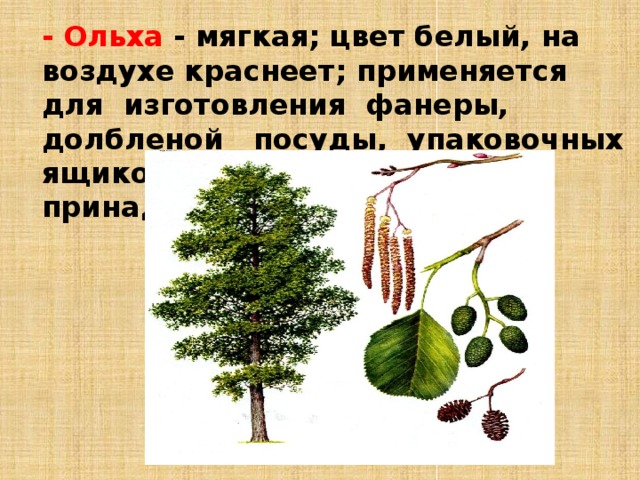 - Ольха - мягкая; цвет белый, на воздухе краснеет; применяет­ся для изготовления фанеры, долбленой посуды, упаковочных  ящиков и других принадлежностей