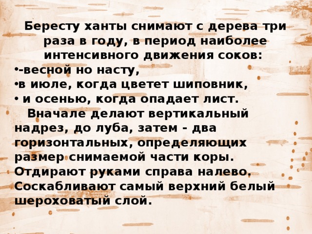 Бересту ханты снимают с дерева три раза в году, в период наиболее интенсивного движения соков: -весной но насту, в июле, когда цветет шиповник,  и осенью, когда опадает лист.  Вначале делают вертикальный надрез, до луба, затем - два горизонтальных, определяющих размер снимаемой части коры. Отдирают руками справа налево. Соскабливают самый верхний белый шероховатый слой. 