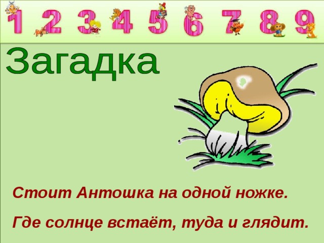 Стоит Антошка на одной ножке. Где солнце встаёт, туда и глядит. 