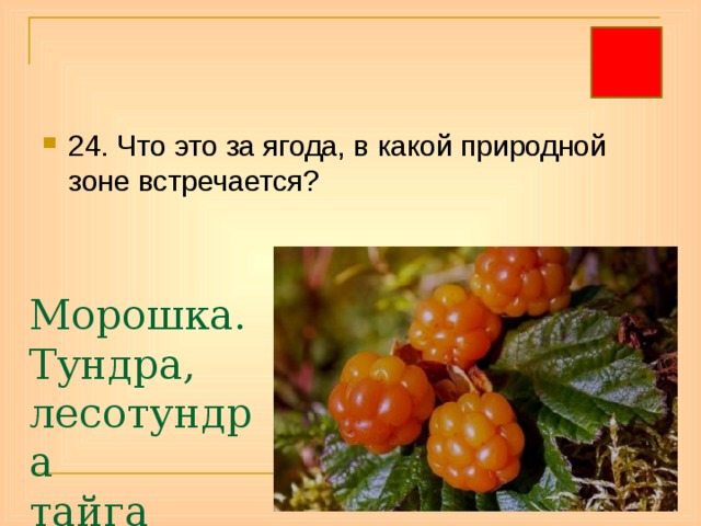 24. Что это за ягода, в какой природной зоне встречается? Морошка.  Тундра, лесотундра  тайга 