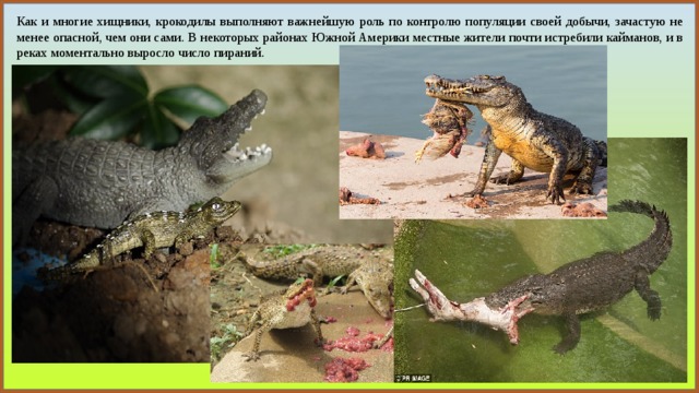 Как и многие хищники, крокодилы выполняют важнейшую роль по контролю популяции своей добычи, зачастую не менее опасной, чем они сами. В некоторых районах Южной Америки местные жители почти истребили кайманов, и в реках моментально выросло число пираний. 