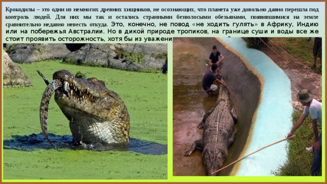 Крокодилы – это одни из немногих древних хищников, не осознающих, что планета уже довольно давно перешла под контроль людей. Для них мы так и остались странными безволосыми обезьянами, появившимися на земле сравнительно недавно невесть откуда. Это, конечно, не повод «не ходить гулять» в Африку, Индию или на побережья Австралии. Но в дикой природе тропиков, на границе суши и воды все же стоит проявить осторожность, хотя бы из уважения к крокодилам. Они его вполне заслужили. 