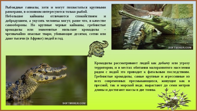 Рыбоядные гавиалы, хотя и могут похвастаться крупными размерами, в основном интересуются только рыбой. Небольшие кайманы отличаются спокойствием и добродушием, а укусить человека могут, разве что, в качестве самообороны. Но крупные черные кайманы, гребнистые крокодилы или знаменитые нильские крокодилы – чрезвычайно опасные твари, убивающие десятки, сотни или даже тысячи (в Африке) людей в год. Крокодилы рассматривают людей как добычу или угрозу территории, и в местах обитания малоразвитого населения рядом с водой это приводит к фатальным последствиям. Гребнистые крокодилы, самые крупные и агрессивные из всех современных пресмыкающихся, живущие как в пресной, так и морской воде, вырастают до семи метров длины и достигают массы в две тонны. 