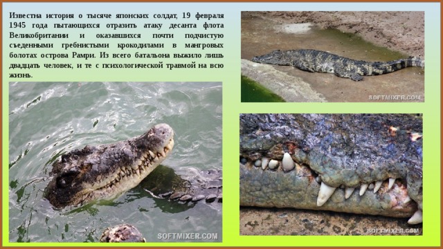 Известна история о тысяче японских солдат, 19 февраля 1945 года пытающихся отразить атаку десанта флота Великобритании и оказавшихся почти подчистую съеденными гребнистыми крокодилами в мангровых болотах острова Рамри. Из всего батальона выжило лишь двадцать человек, и те с психологической травмой на всю жизнь. 