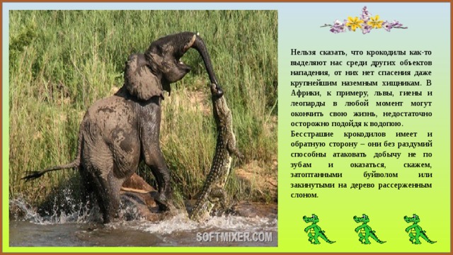 Нельзя сказать, что крокодилы как-то выделяют нас среди других объектов нападения, от них нет спасения даже крупнейшим наземным хищникам. В Африки, к примеру, львы, гиены и леопарды в любой момент могут окончить свою жизнь, недостаточно осторожно подойдя к водопою. Бесстрашие крокодилов имеет и обратную сторону – они без раздумий способны атаковать добычу не по зубам и оказаться, скажем, затоптанными буйволом или закинутыми на дерево рассерженным слоном. 
