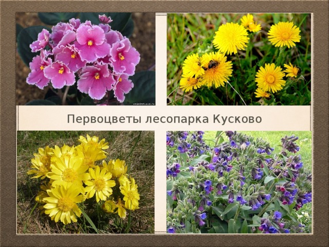 Первоцветы лесопарка Кусково 