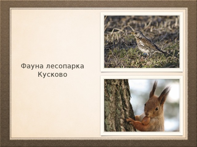 Фауна лесопарка Кусково 