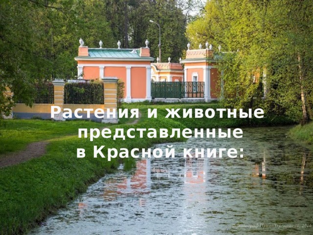 Растения и животные  представленные  в Красной книге: 