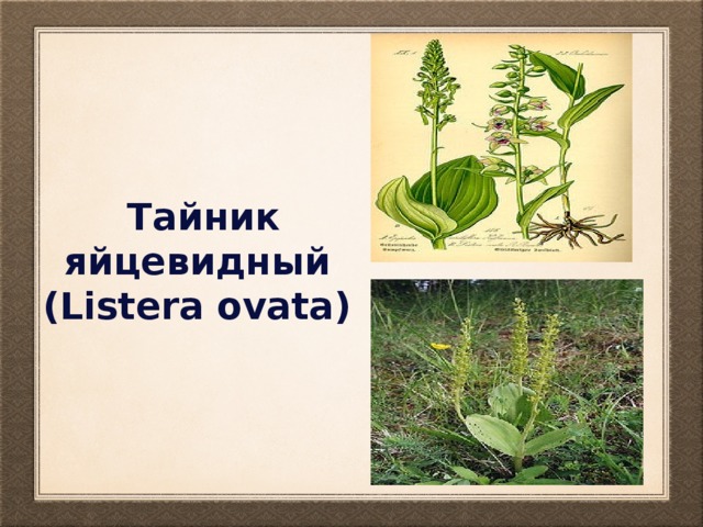 Тайник яйцевидный (Listera ovata) 
