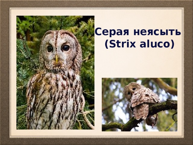 Серая неясыть (Strix aluco) 