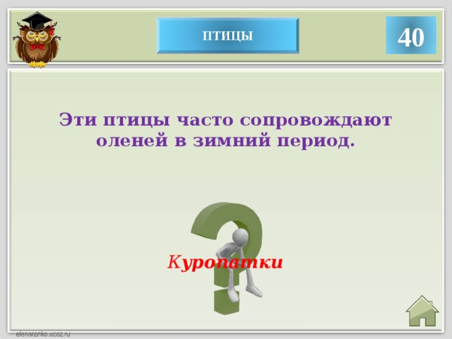 40 Эти птицы часто сопровождают оленей в зимний период. К уропатки  