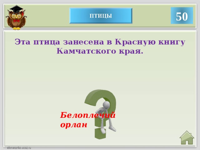 50 Эта птица занесена в Красную книгу Камчатского края. Белоплечий орлан 