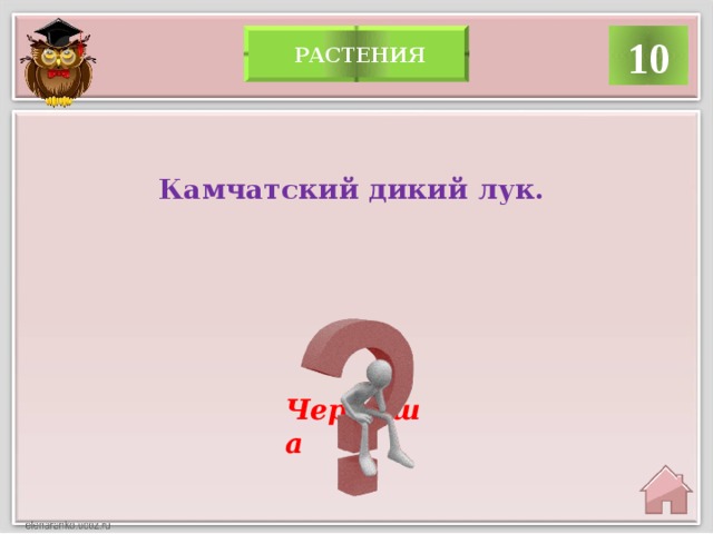 10  растения Камчатский дикий лук. Черемша 