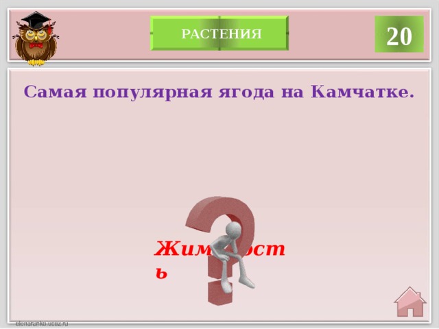 20  растения Самая популярная ягода на Камчатке. Жимолость  