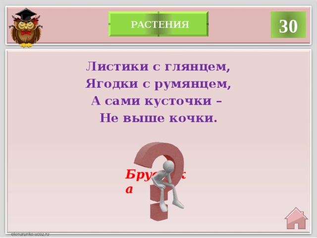  растения 30 Листики с глянцем, Ягодки с румянцем, А сами кусточки – Не выше кочки. Брусника 