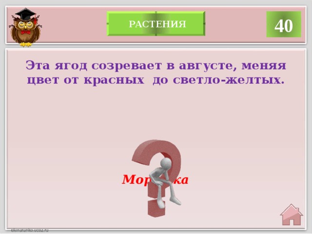 40  растения Эта ягод созревает в августе, меняя цвет от красных до светло-желтых. Морошка  