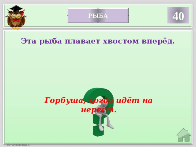 40 рыба Эта рыба плавает хвостом вперёд. Горбуша, когда идёт на нерест. 