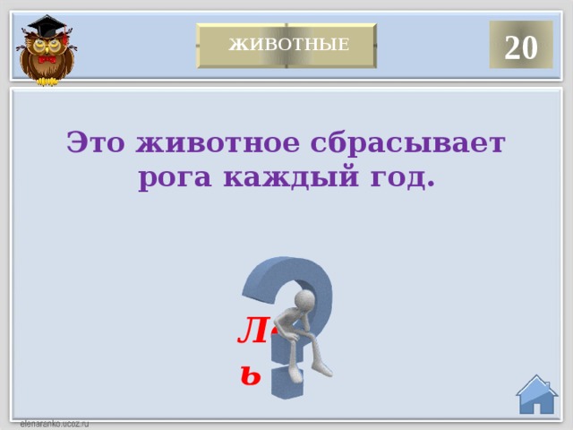 20   Животные  Это животное сбрасывает рога каждый год. Лось   