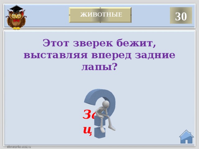 30   Животные  Этот зверек бежит, выставляя вперед задние лапы? Заяц  