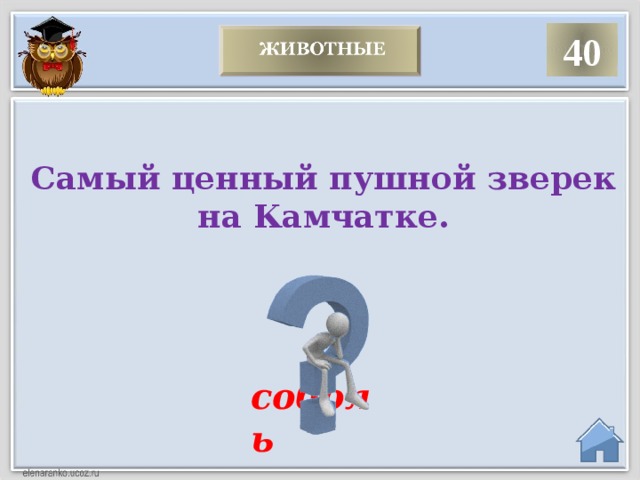 40 Самый ценный пушной зверек на Камчатке.  соболь   