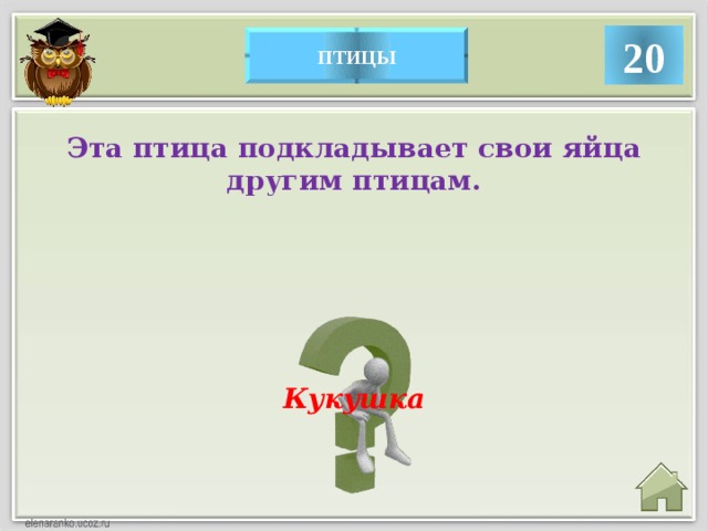 20 птицы Эта птица подкладывает свои яйца другим птицам. Кукушка  