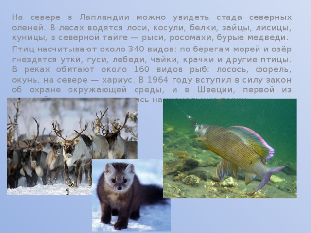 На севере в Лапландии можно увидеть стада северных оленей. В лесах водятся лоси, косули, белки, зайцы, лисицы, куницы, в северной тайге — рыси, росомахи, бурые медведи. Птиц насчитывают около 340 видов: по берегам морей и озёр гнездятся утки, гуси, лебеди, чайки, крачки и другие птицы. В реках обитают около 160 видов рыб: лосось, форель, окунь, на севере — хариус. В 1964 году вступил в силу закон об охране окружающей среды, и в Швеции, первой из европейских стран, появились национальные парки 