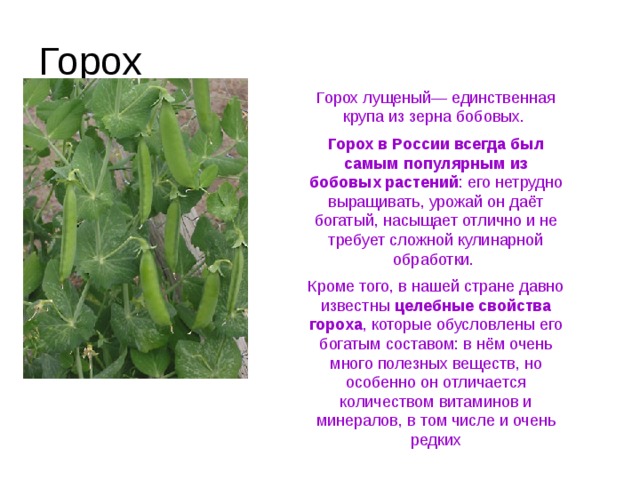 Горох Горох лущеный— единственная крупа из зерна бобовых. Горох в России всегда был самым популярным из бобовых растений : его нетрудно выращивать, урожай он даёт богатый, насыщает отлично и не требует сложной кулинарной обработки. Кроме того, в нашей стране давно известны целебные свойства гороха , которые обусловлены его богатым составом: в нём очень много полезных веществ, но особенно он отличается количеством витаминов и минералов, в том числе и очень редких 