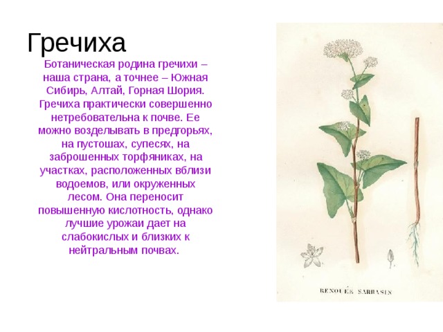 Гречиха Ботаническая родина гречихи – наша страна, а точнее – Южная Сибирь, Алтай, Горная Шория. Гречиха практически совершенно нетребовательна к почве. Ее можно возделывать в предгорьях, на пустошах, супесях, на заброшенных торфяниках, на участках, расположенных вблизи водоемов, или окруженных лесом. Она переносит повышенную кислотность, однако лучшие урожаи дает на слабокислых и близких к нейтральным почвах. 