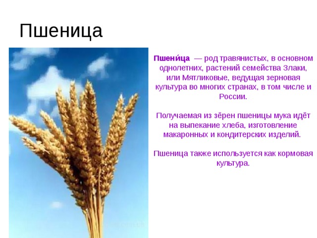 Пшеница Пшени́ца  — род травянистых, в основном однолетних, растений семейства Злаки, или Мятликовые, ведущая зерновая культура во многих странах, в том числе и России. Получаемая из зёрен пшеницы мука идёт на выпекание хлеба, изготовление макаронных и кондитерских изделий. Пшеница также используется как кормовая культура. 