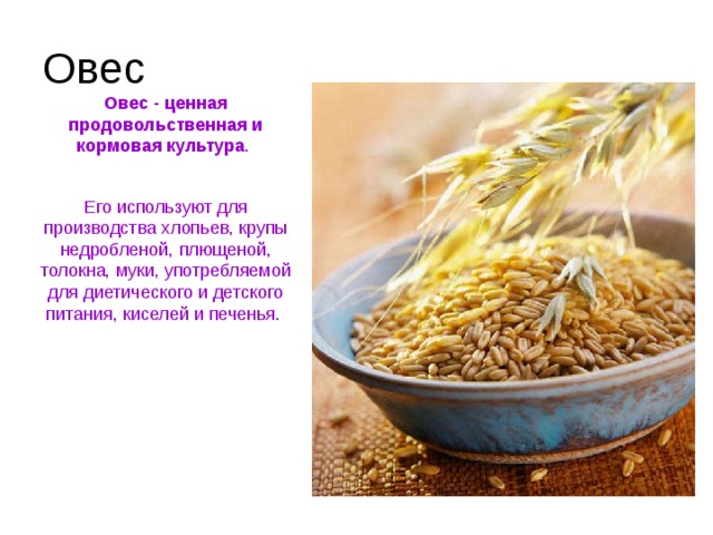 Овес Овес - ценная продовольственная и кормовая культура . Его используют для производства хлопьев, крупы недробленой, плющеной, толокна, муки, употребляемой для диетического и детского питания, киселей и печенья. 