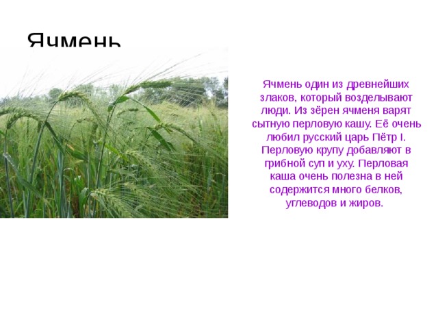Ячмень Ячмень один из древнейших злаков, который возделывают люди. Из зёрен ячменя варят сытную перловую кашу. Её очень любил русский царь Пётр I. Перловую крупу добавляют в грибной суп и уху. Перловая каша очень полезна в ней содержится много белков, углеводов и жиров. 