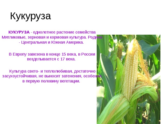 Кукуруза  КУКУРУЗА - однолетнее растение семейства Мятликовые, зерновая и кормовая культура. Родина - Центральная и Южная Америка.     В Европу завезена в конце 15 века, в России возделывается с 17 века.       Культура свето- и теплолюбивая, достаточно засухоустойчивая, не выносит затенения, особенно в первую половину вегетации. 