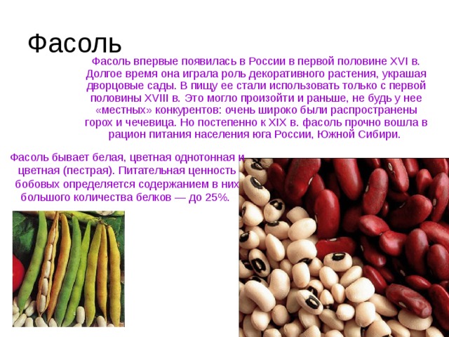 Фасоль Фасоль впервые появилась в России в первой половине XVI в. Долгое время она играла роль декоративного растения, украшая дворцовые сады. В пищу ее стали использовать только с первой половины XVIII в. Это могло произойти и раньше, не будь у нее «местных» конкурентов: очень широко были распространены горох и чечевица. Но постепенно к XIX в. фасоль прочно вошла в рацион питания населения юга России, Южной Сибири. Фасоль бывает белая, цветная однотонная и цветная (пестрая). Питательная ценность бобовых определяется содержанием в них большого количества белков — до 25%.  