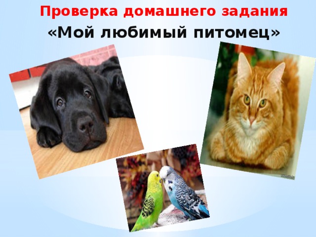 Проверка домашнего задания «Мой любимый питомец» 