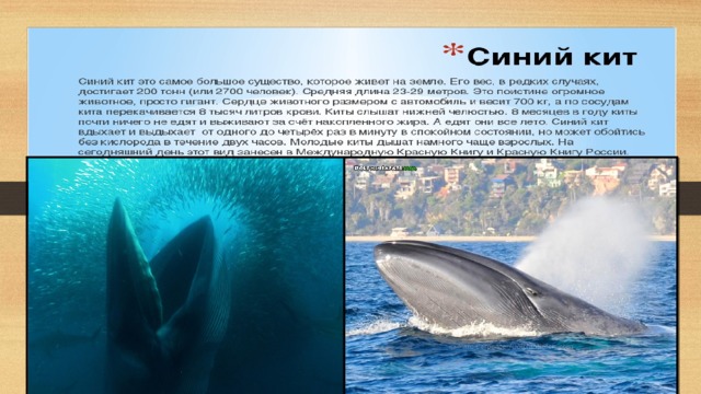 .      Самое большое животное на Земле  Синий кит: длина = 33 м 