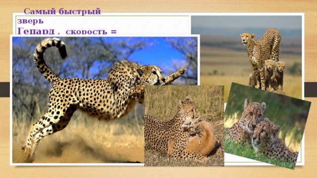        Самый быстрый зверь  Гепард ,  скорость = 120 км/ч 