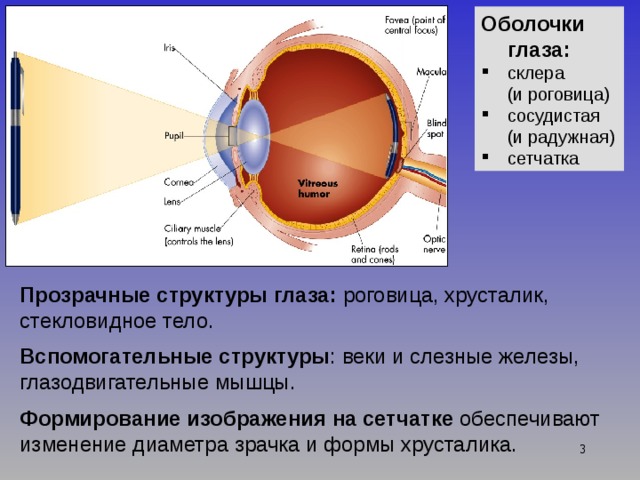 Оболочки глаза: склера (и роговица) сосудистая (и радужная) сетчатка Прозрачные структуры глаза: роговица, хрусталик, стекловидное тело. Вспомогательные структуры : веки и слезные железы, глазодвигательные мышцы. Формирование изображения на сетчатке обеспечивают изменение диаметра зрачка и формы хрусталика.  