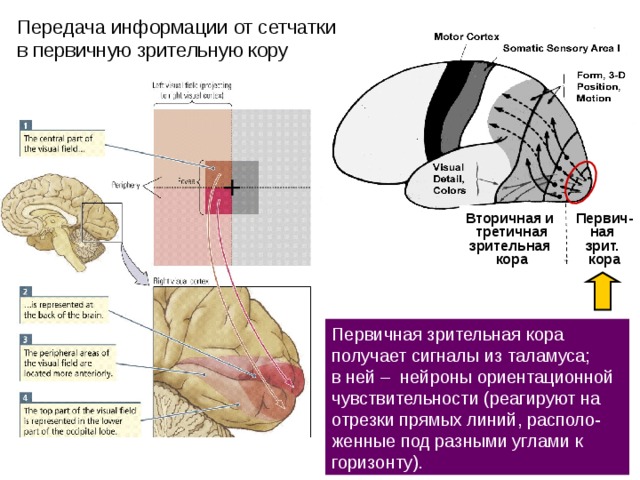  Передача информации от сетчатки в первичную зрительную кору Первич- ная зрит. кора Вторичная и третичная зрительная кора  Первичная зрительная кора получает сигналы из таламуса; в ней – нейроны ориентационной чувствительности (реагируют на отрезки прямых линий, располо-женные под разными углами к горизонту). 