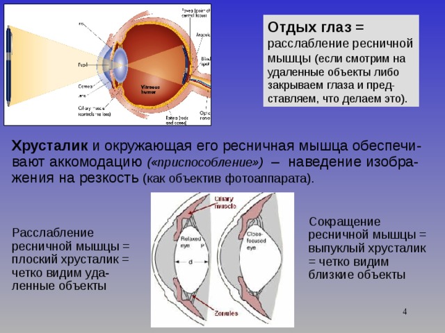 Отдых глаз = расслабление ресничной мышцы (если смотрим на удаленные объекты либо закрываем глаза и пред-ставляем, что делаем это). Хрусталик и окружающая его ресничная мышца обеспечи-вают аккомодацию («приспособление») – наведение изобра-жения на резкость (как объектив фотоаппарата). Сокращение ресничной мышцы = выпуклый хрусталик = четко видим близкие объекты Расслабление ресничной мышцы = плоский хрусталик = четко видим уда-ленные объекты  
