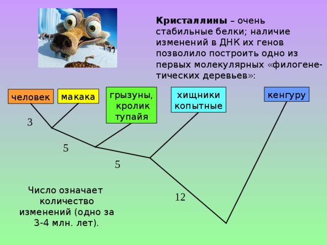 Кристаллины – очень стабильные белки; наличие изменений в ДНК их генов позволило построить одно из первых молекулярных «филогене-тических деревьев»: грызуны,  кролик тупайя кенгуру хищники копытные макака человек 3 5 5 Число означает количество изменений (одно за 3-4 млн. лет). 12 