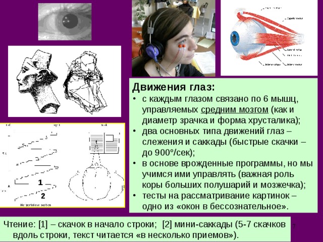 Движения глаз: с каждым глазом связано по 6 мышц, управляемых средним мозгом (как и диаметр зрачка и форма хрусталика); два основных типа движений глаз – слежения и саккады (быстрые скачки – до 900  /сек); в основе врожденные программы, но мы учимся ими управлять (важная роль коры больших полушарий и мозжечка); тесты на рассматривание картинок – одно из «окон в бессознательное».  1 2 Чтение: [1] – скачок в начало строки; [2] мини-саккады (5-7 скачков вдоль строки, текст читается «в несколько приемов»). 6 
