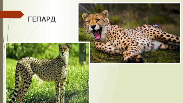 ГЕПАРД 