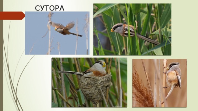 СУТОРА 