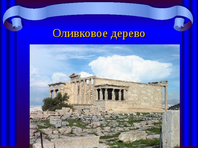 Оливковое дерево 